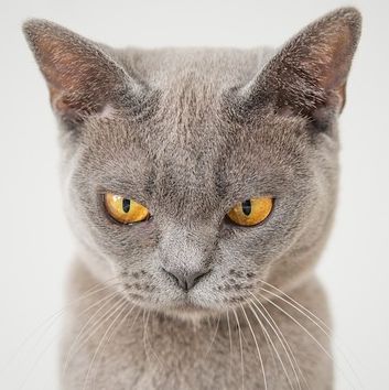 angry cat meme angry cat meme